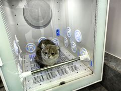 -爱洗澡的猫(望京店)