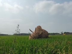 -嘉北郊野公园