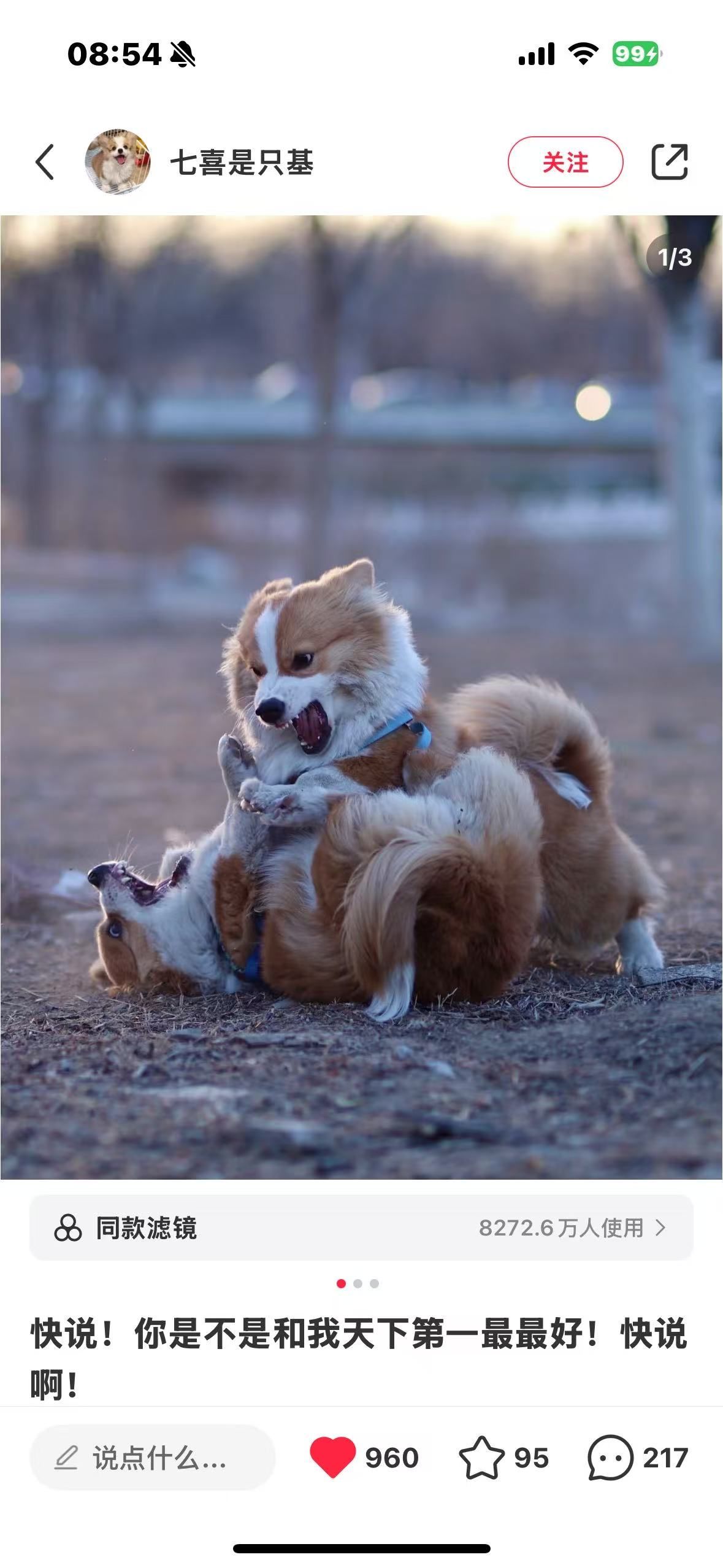 公园里的狗狗欢乐时