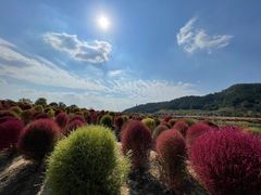 -径山花海