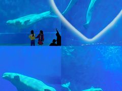 -芜湖新华联大白鲸海洋公园