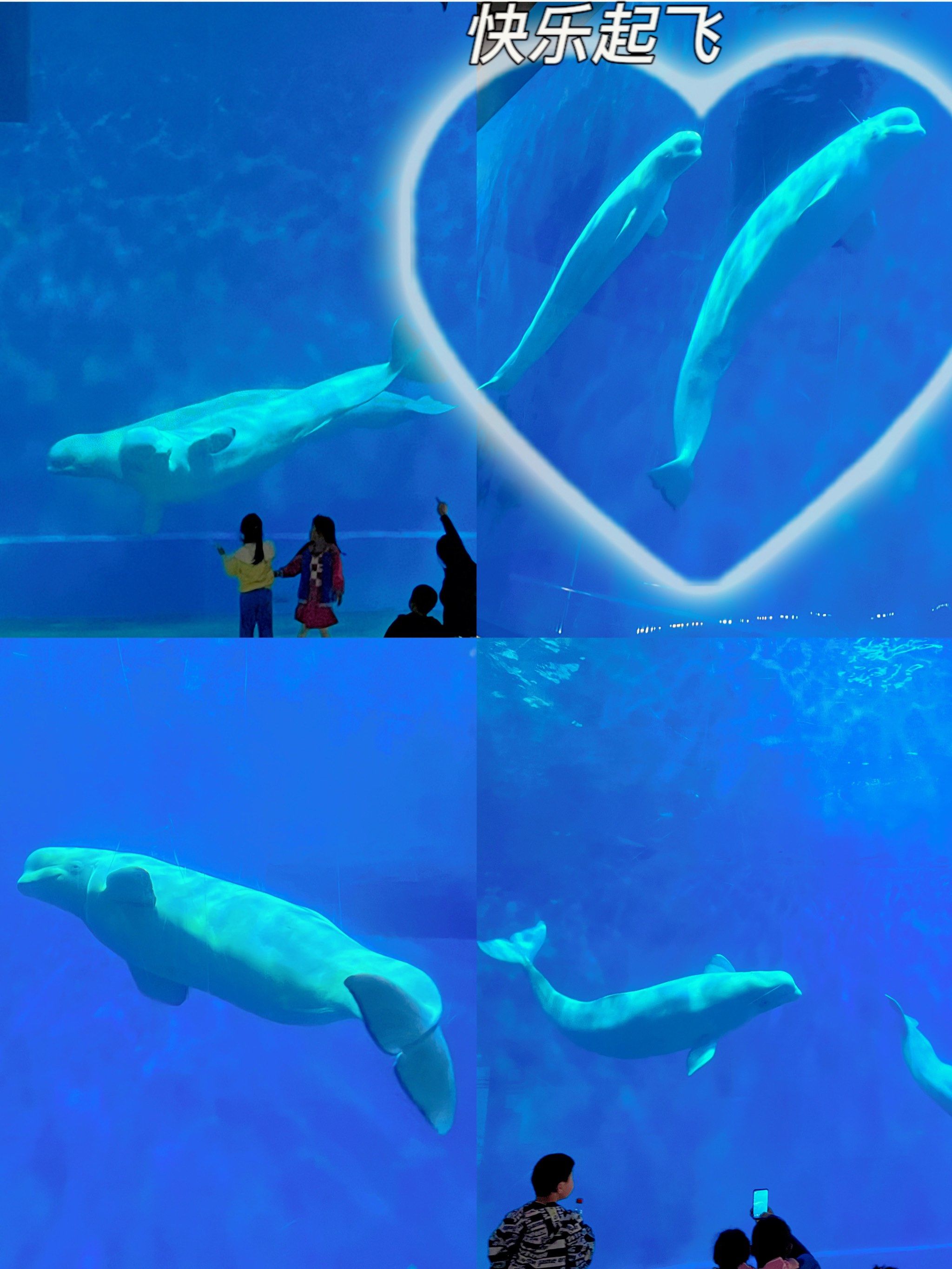 五一游玩首选芜湖新华联大白鲸海洋公园