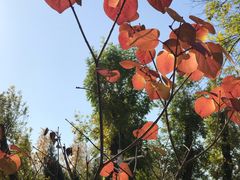 -三里屯东五街银杏大道