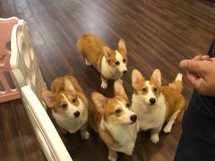 -柯斗斗主题餐厅·狗咖·围炉煮茶·茶饮(国瑞升平里店)