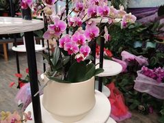 -荷兰花海