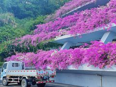-深圳仙湖植物园