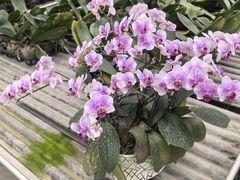 -西部兰花园生态园