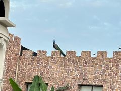 -J Create城市露营咖啡·简餐·宠物(上海动物园店)