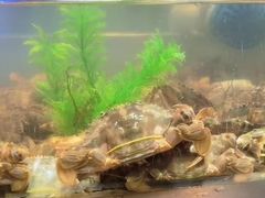 -V-ONE西雅图海鲜自助餐厅(仓山万达广场店)