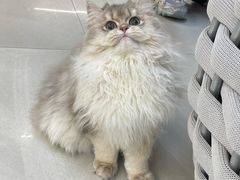 -lincat·猫舍(广州店)