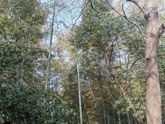 -紫金山天文台