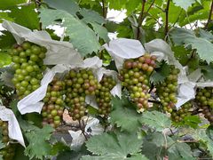 -马陆小张葡萄园农家乐