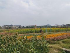 -苏州太湖西山岛开心农场