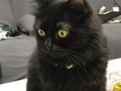 -创凡宠物医院·骨专科  猫科中心(西乡分院)