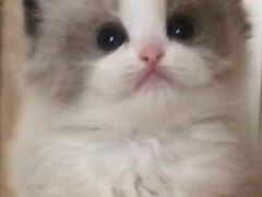 -Bastet sally猫舍购宠(静安店)