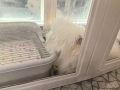-momokira米努特·德文卷毛猫·棉花面纱犬