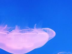 -芜湖新华联大白鲸海洋公园