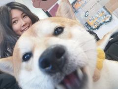 -南京Hallo宠物乐园·哈罗犬舍·柴犬繁育基地