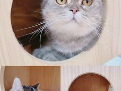 -喵园·猫主题咖啡厅·撸猫·猫咖(国贸店)