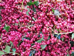 -黑河国家森林公园