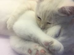 -喵的天空名猫咖啡馆·撸猫·猫舍·用品