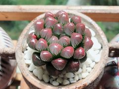 -金科花卉市场