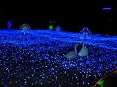 -重庆海昌加勒比海水世界
