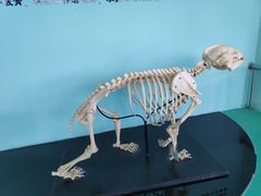 -沈阳森林动物园