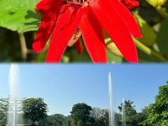 -中国科学院西双版纳热带植物园