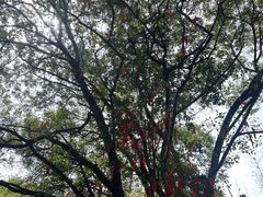 -广州白江湖森林公园