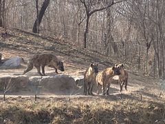 -北京野生动物园