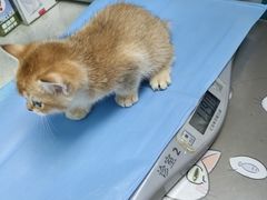 -纳吉亚猫专科动物诊疗中心(蒋宅口分院)