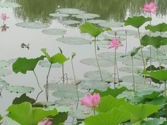 -东郊湿地公园