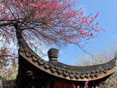 -杭州植物园