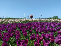 -荷兰花海