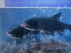 -香山湖渔家大院