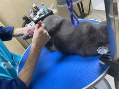 -佳雯宠物医院·皮肤科·内外科(春晓路分院)