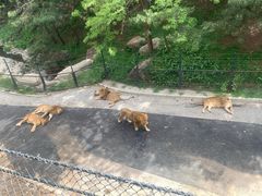 -大连森林动物园