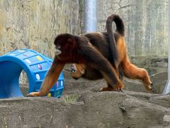 -大连森林动物园