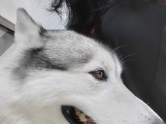 -星多哈·狗咖·拼豆·咖啡