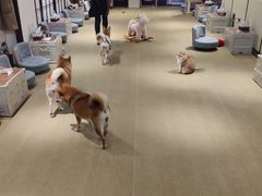 -逗柴咖啡屋·狗咖猫咖宠物桌游