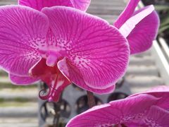 -西部兰花园生态园