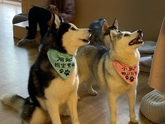 -Husky Go! 哈士奇体验馆·宠物咖啡厅狗咖