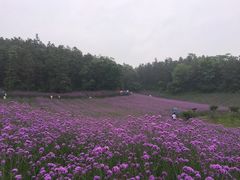 -大塘金香草谷
