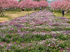-天适樱花悠乐园