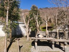 -卧龙中华大熊猫苑神树坪基地