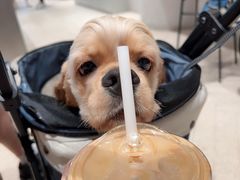 -Seesaw Coffee(西岸凤巢店)