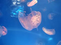 -洛阳龙门海洋馆
