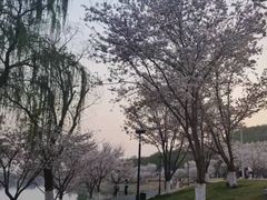 -羊山湖公园