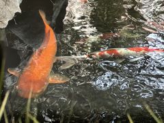 -鲤院·新中式美学·庭院餐厅(夫子庙店)